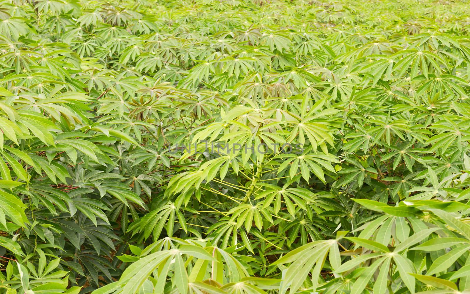 Green of cassava field by stoonn