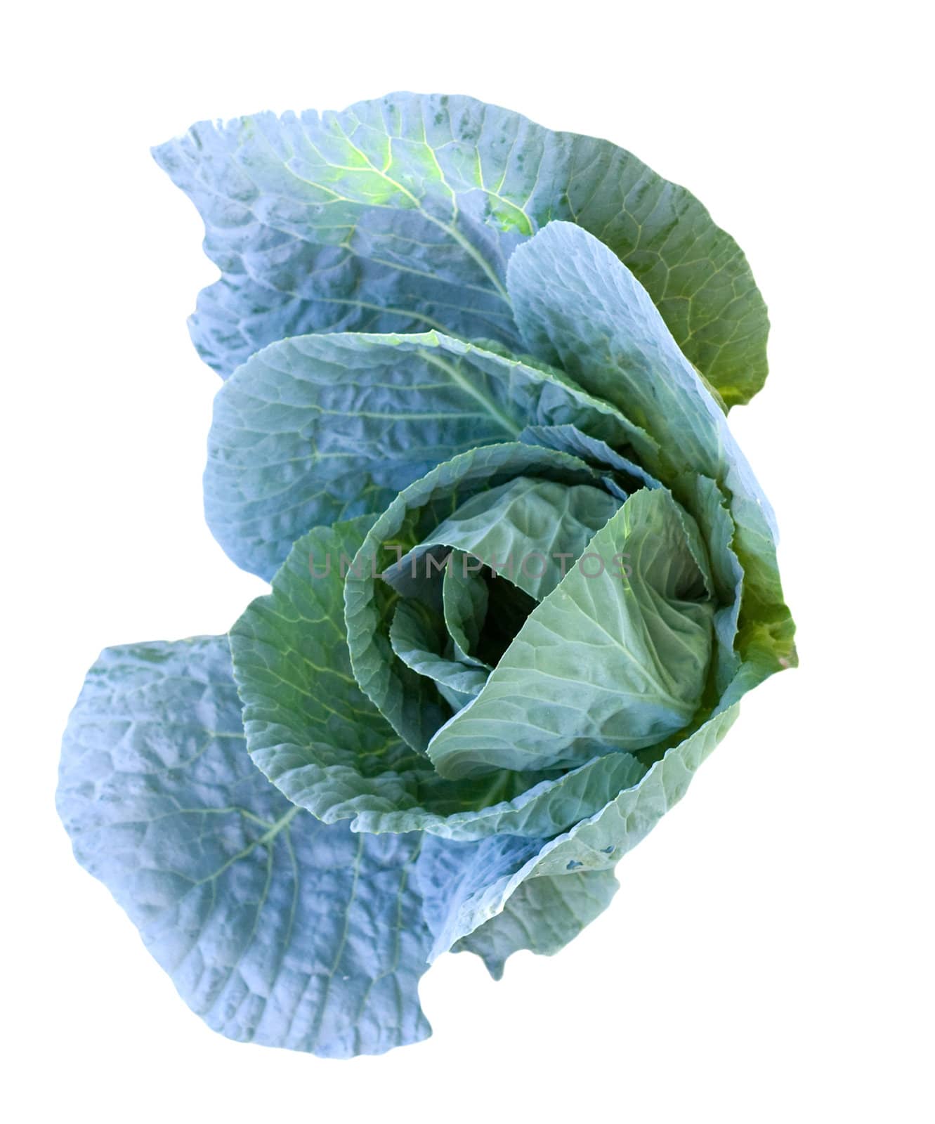 cabbage head growing on the vegetable bed  by schankz