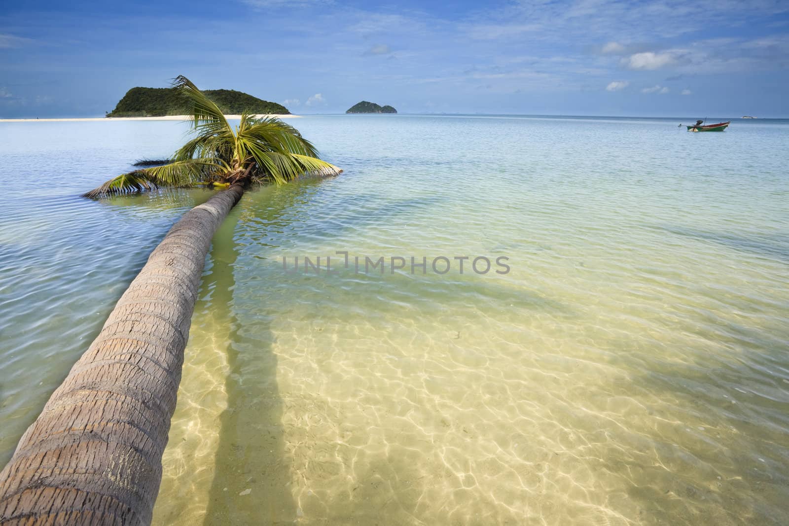 Palm tree in the ocean. Ko phi phi island.