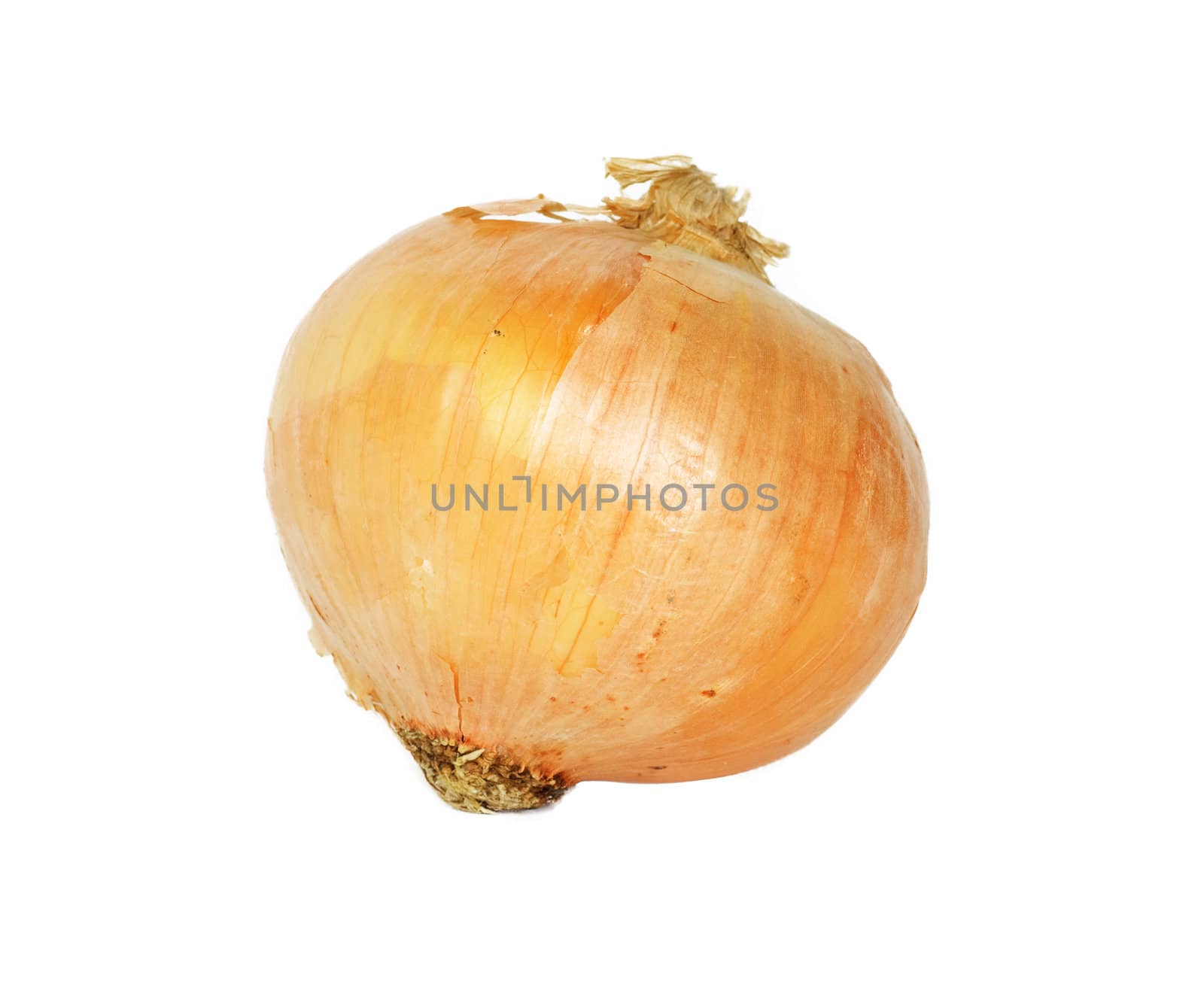 Single onion bulb isolated on white background 