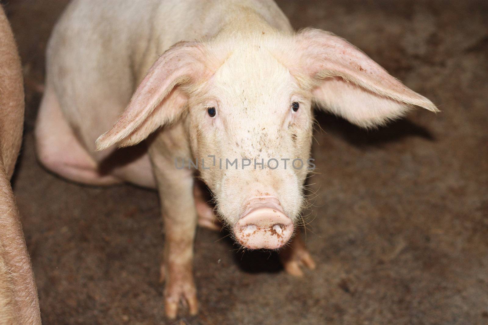 close up of little pig in a farm in China 