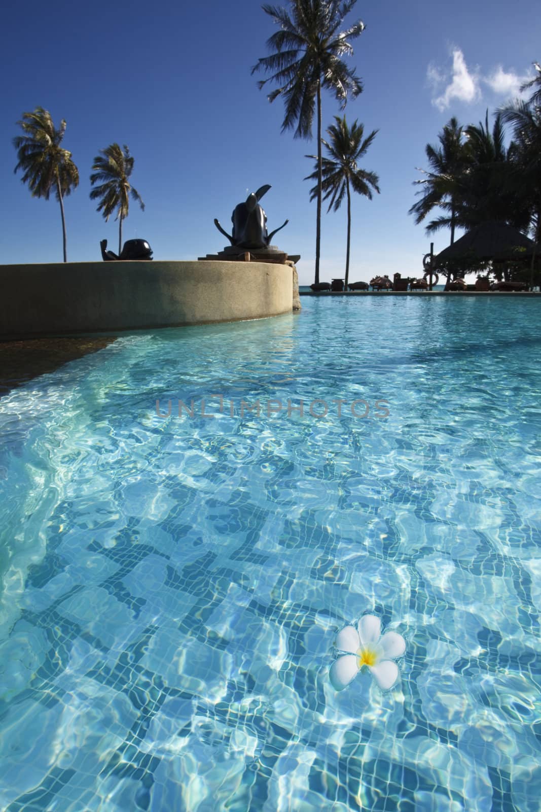 Frangipani flower floating ina  swimming pool next to a  beach in thailand. Ko phi phi island.