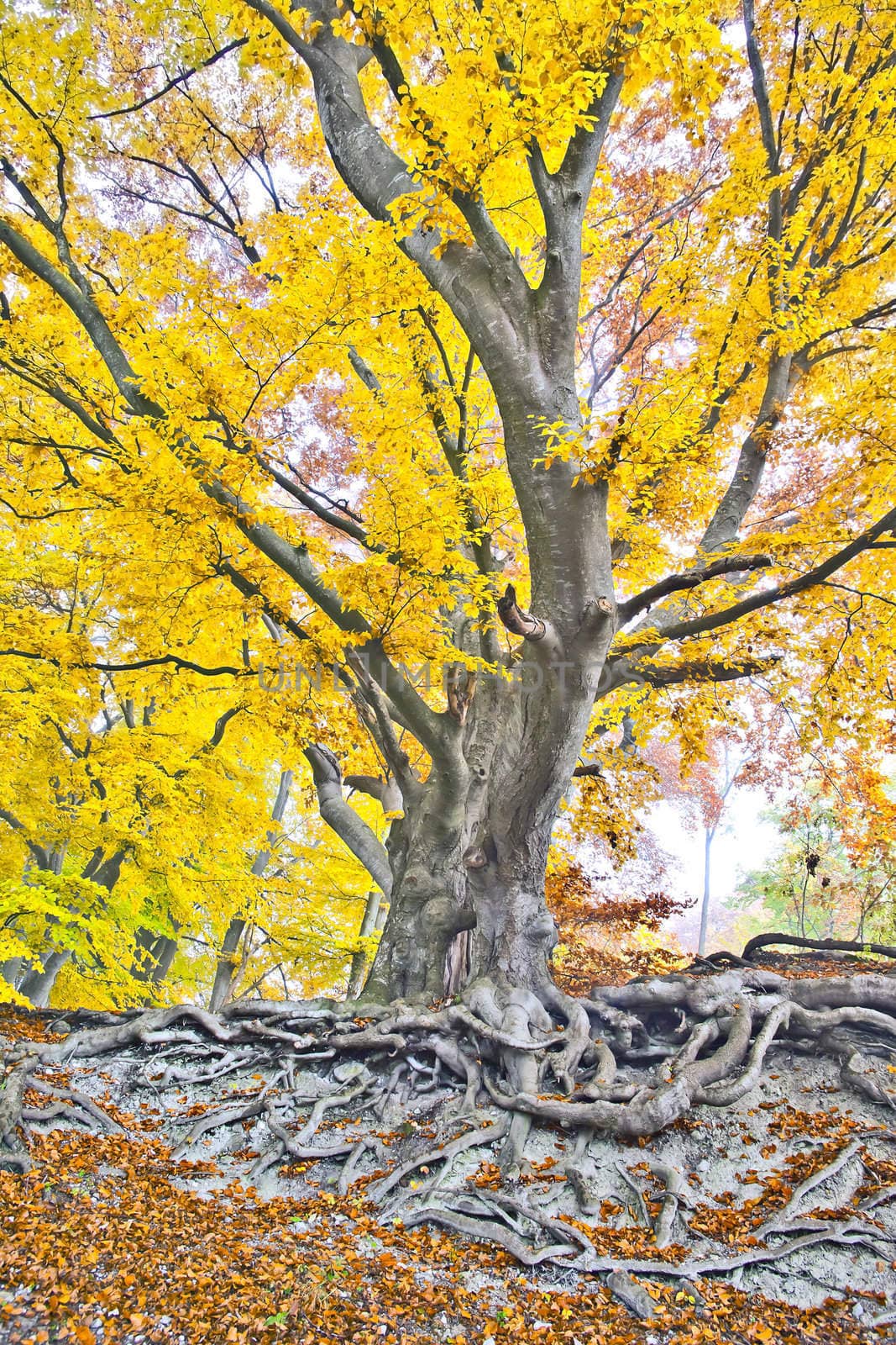 yellow autumn forest by magann