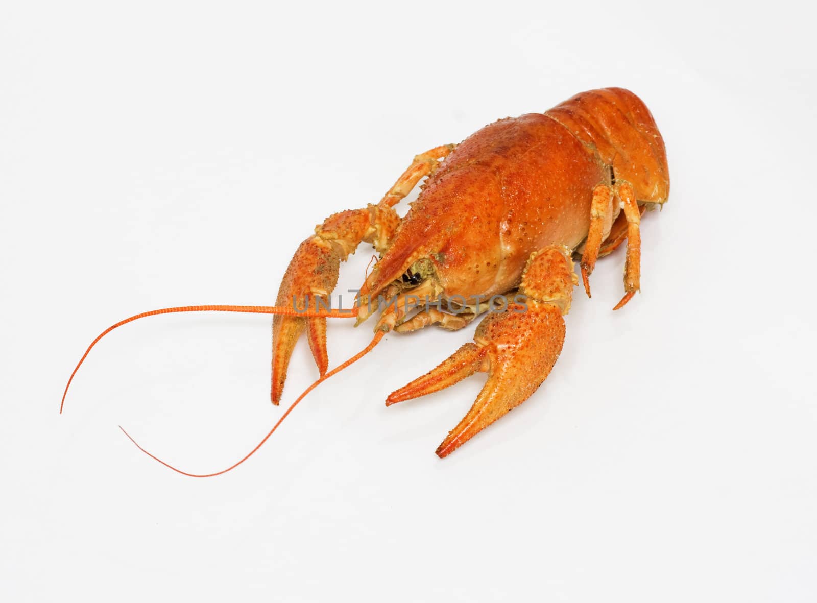 A large cooked red lobster over white