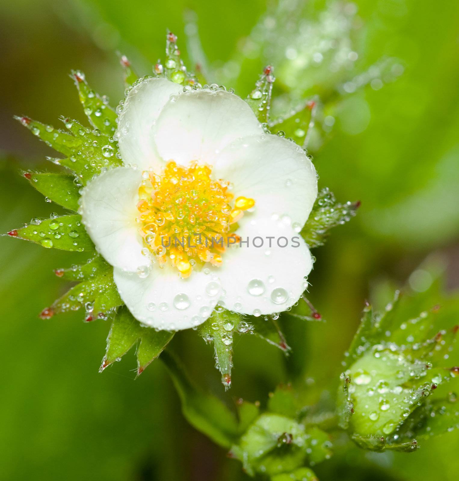 Strawberry flower after the rain in the wild