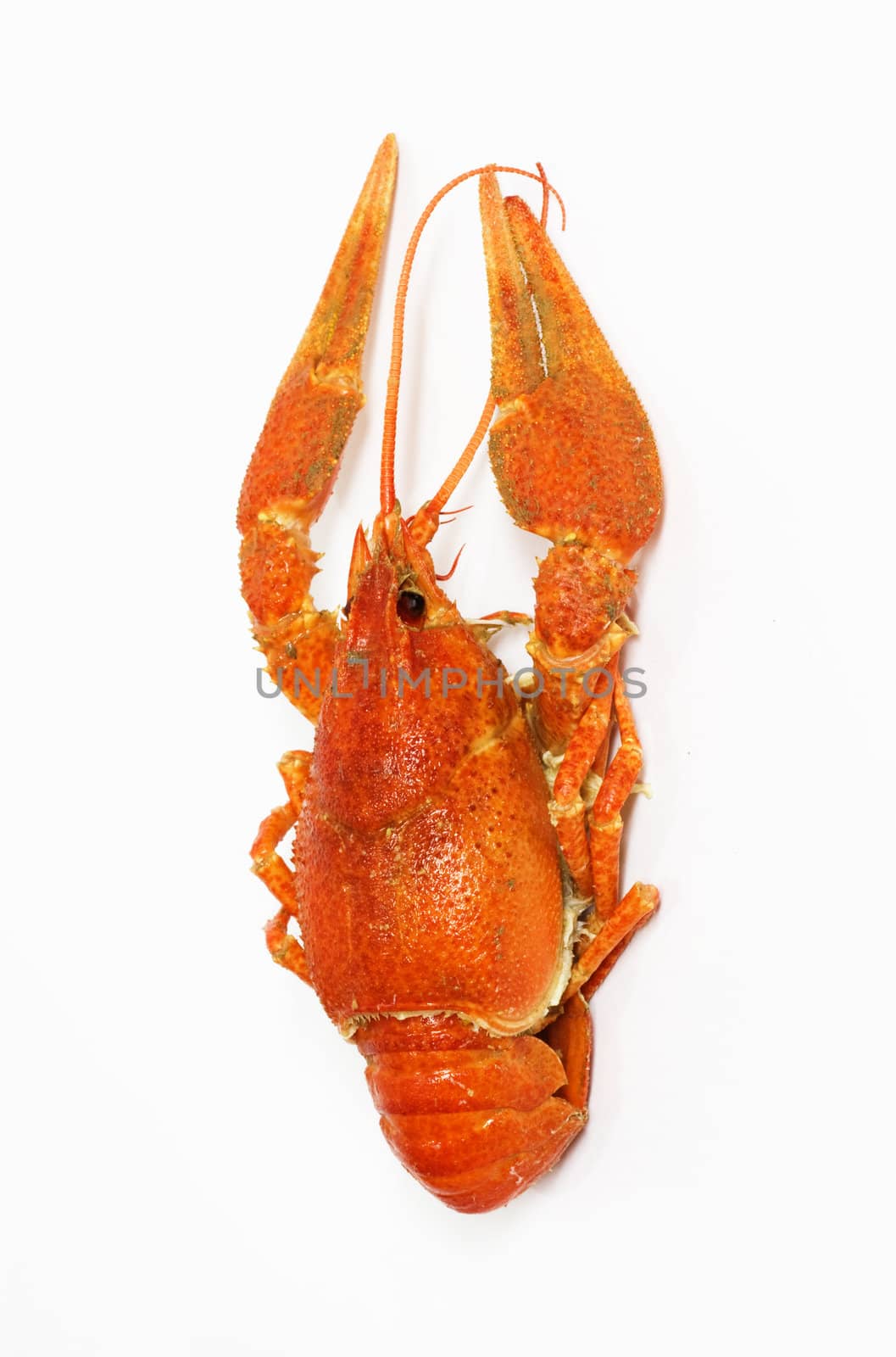 red crawfish on white background 