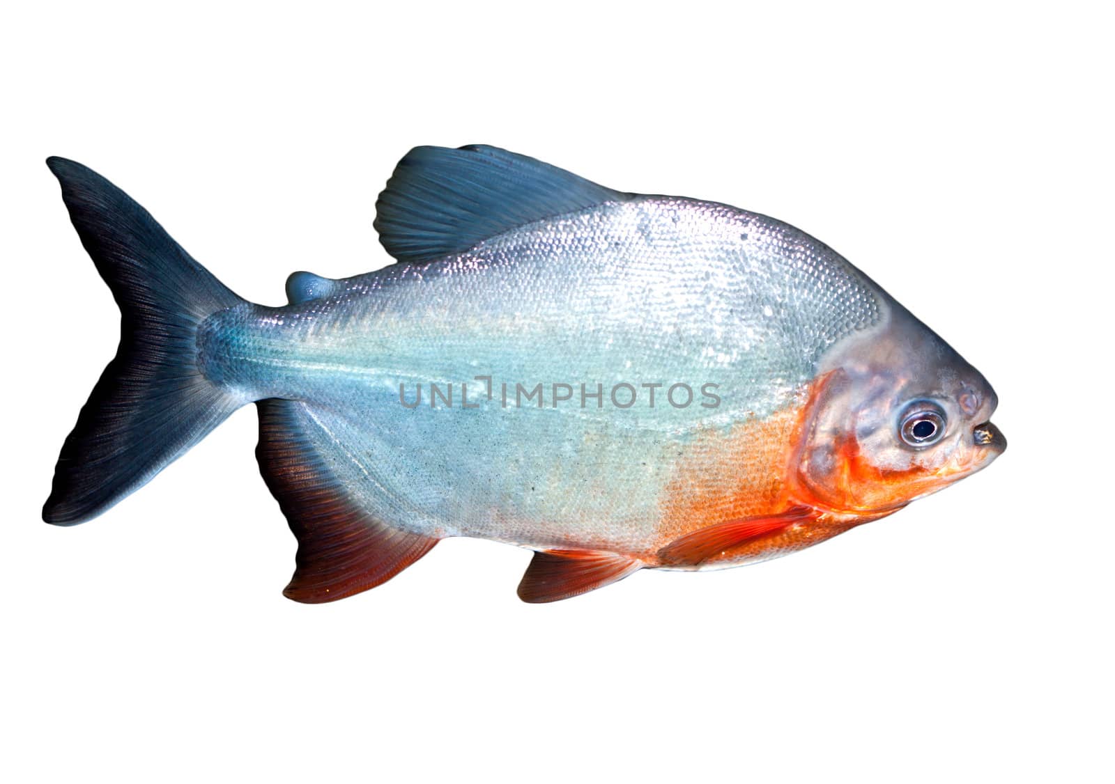 Piranha fish in water With Clipping Path 