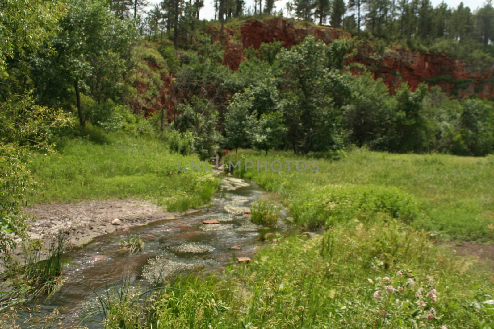 Stream in Custer State Park, South Dakota