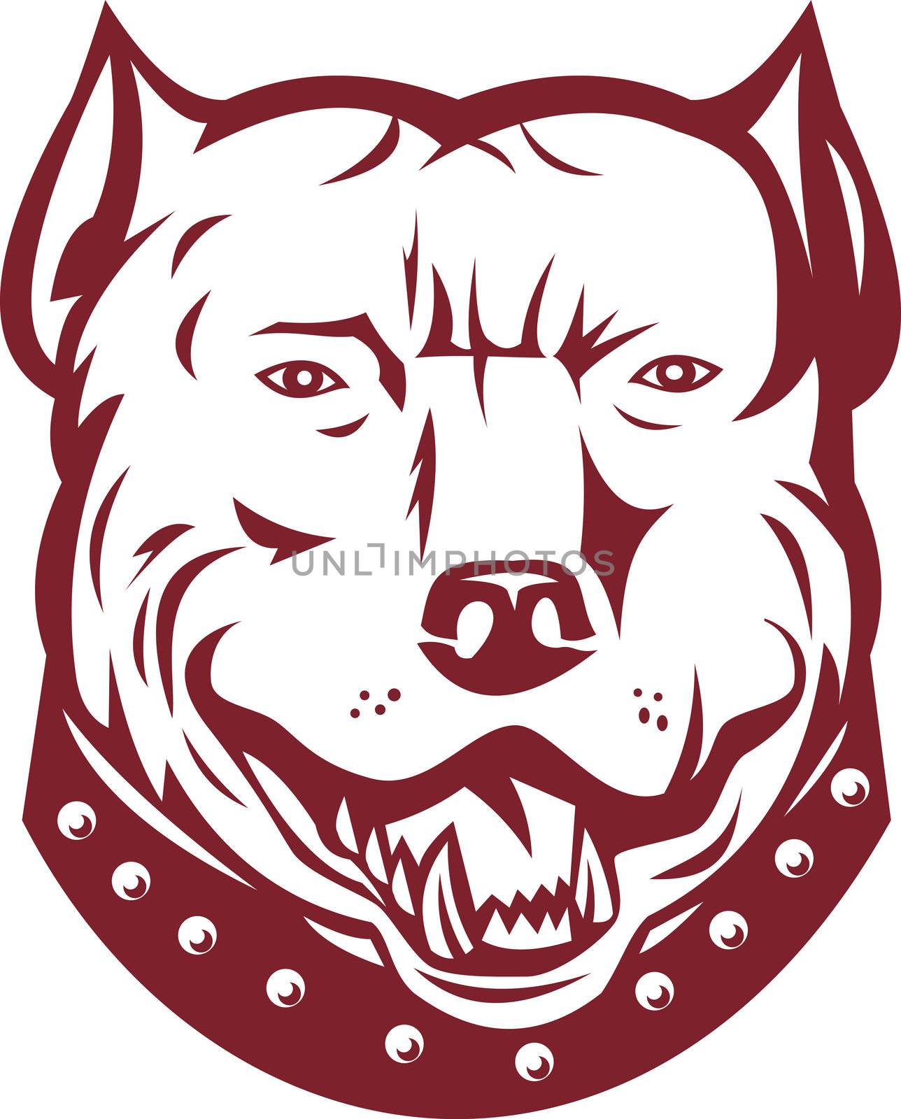 illustration of a pitbull pit bull terrier mongrel dog head facing front on isolated white background
