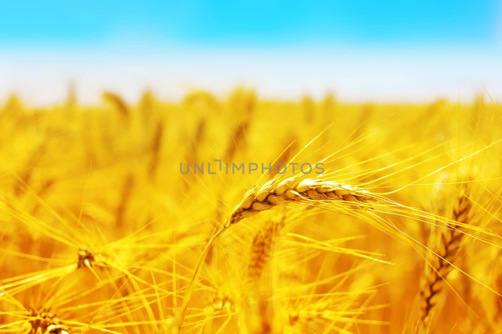 Golden wheat field with blue sky in background