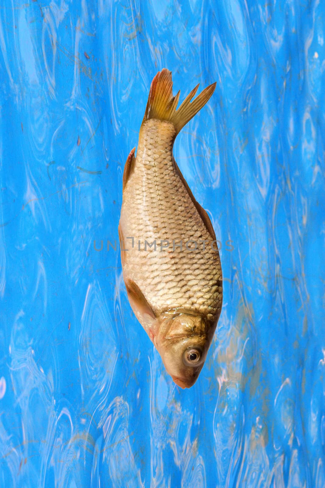 carp on background of water by schankz