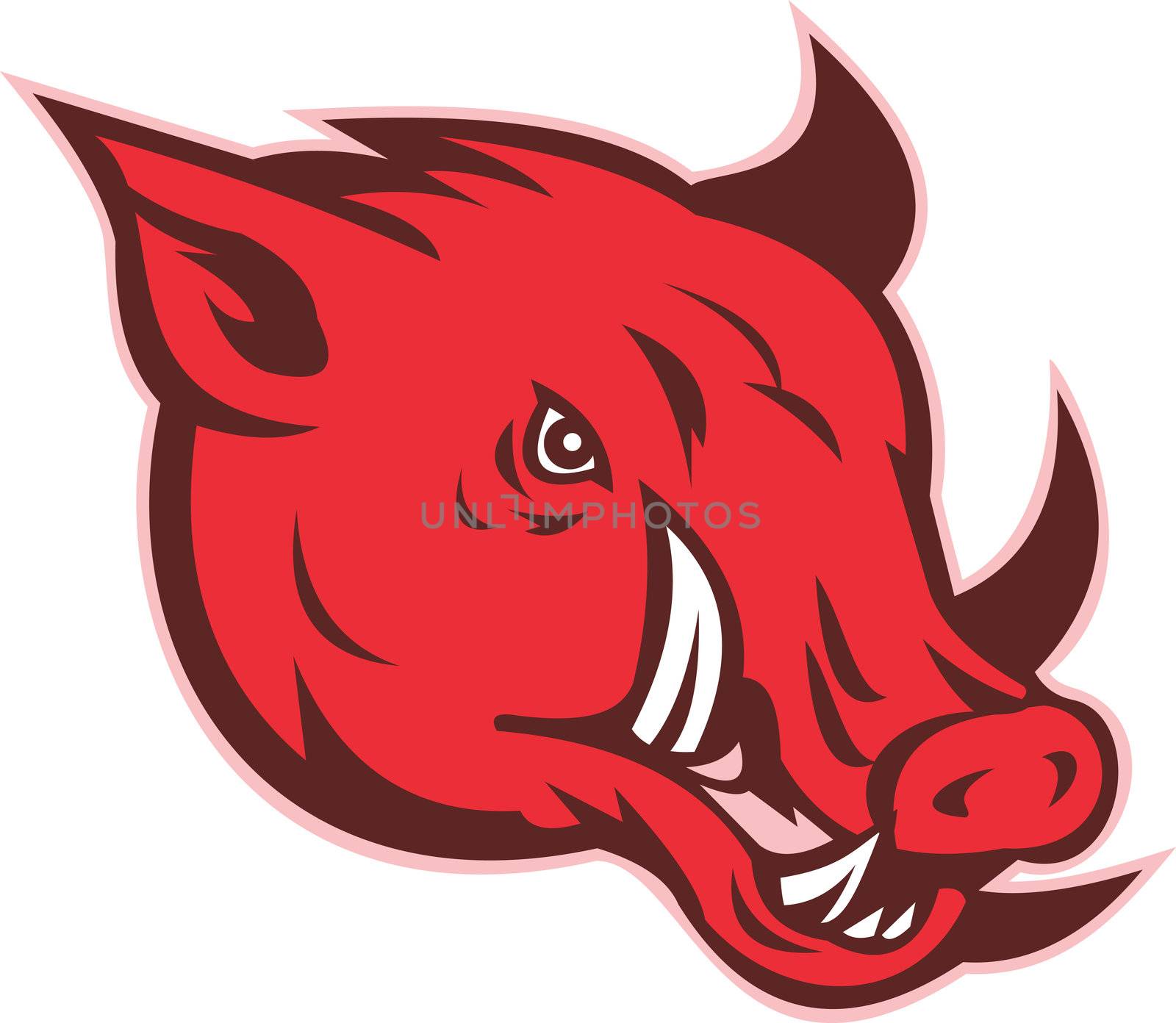 illustration of a razorback wild pig hog boar head with big tusk facing side on isolated white background


