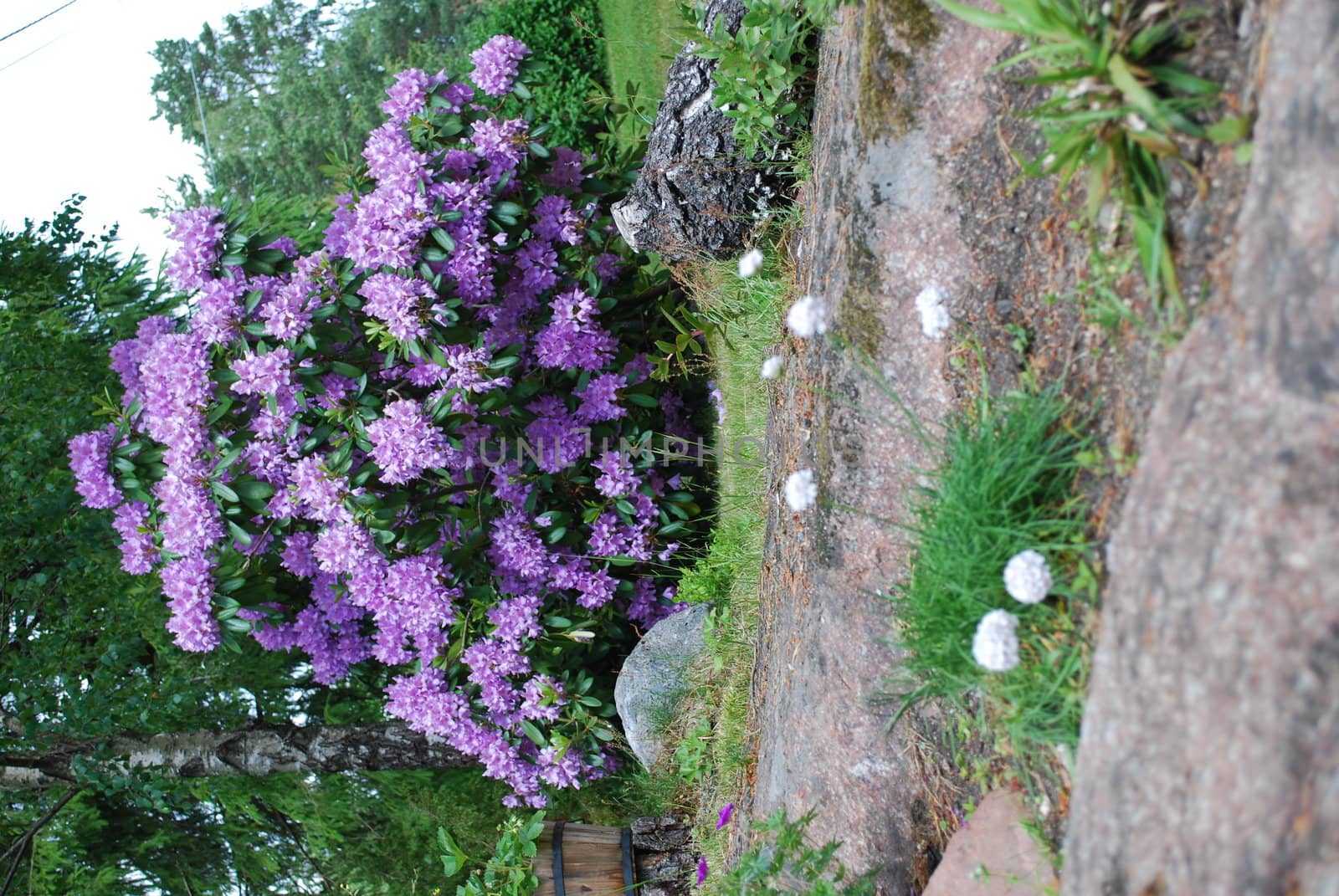 Rhododendron