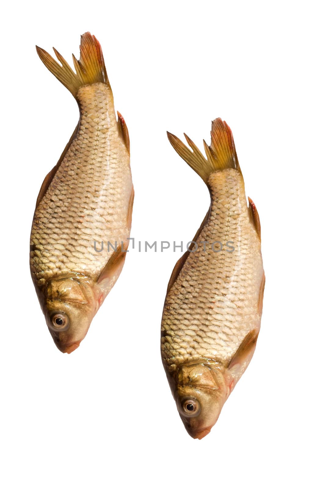 two carps