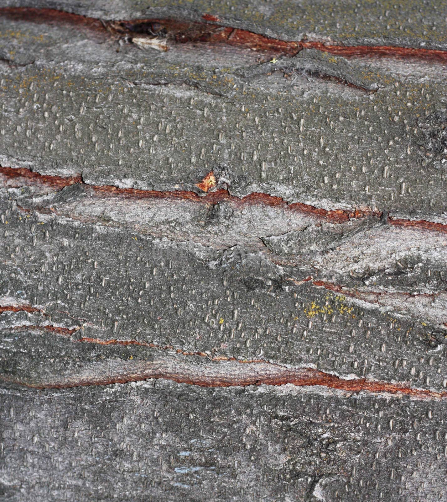 Close up view of wood. Good natural background