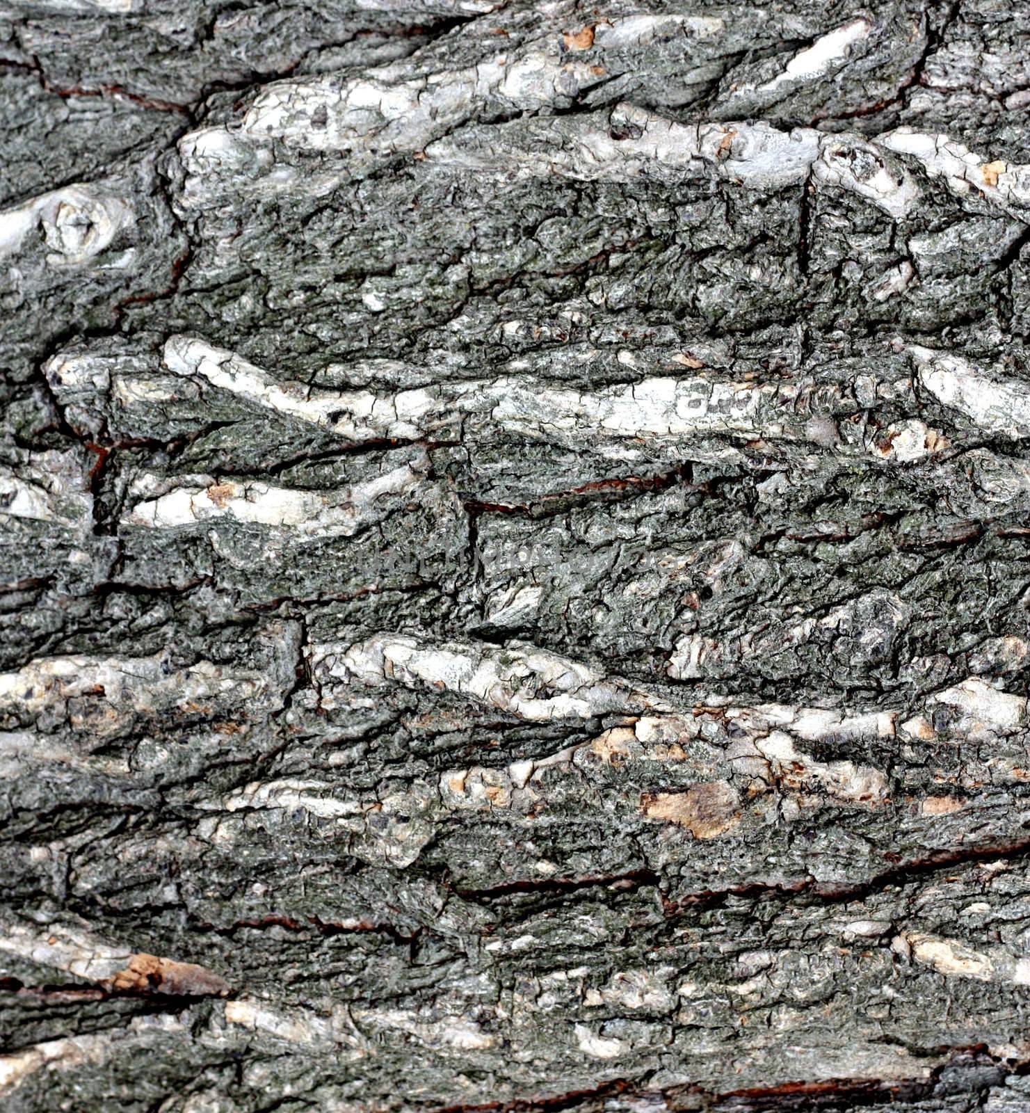 The oak bark texture by schankz