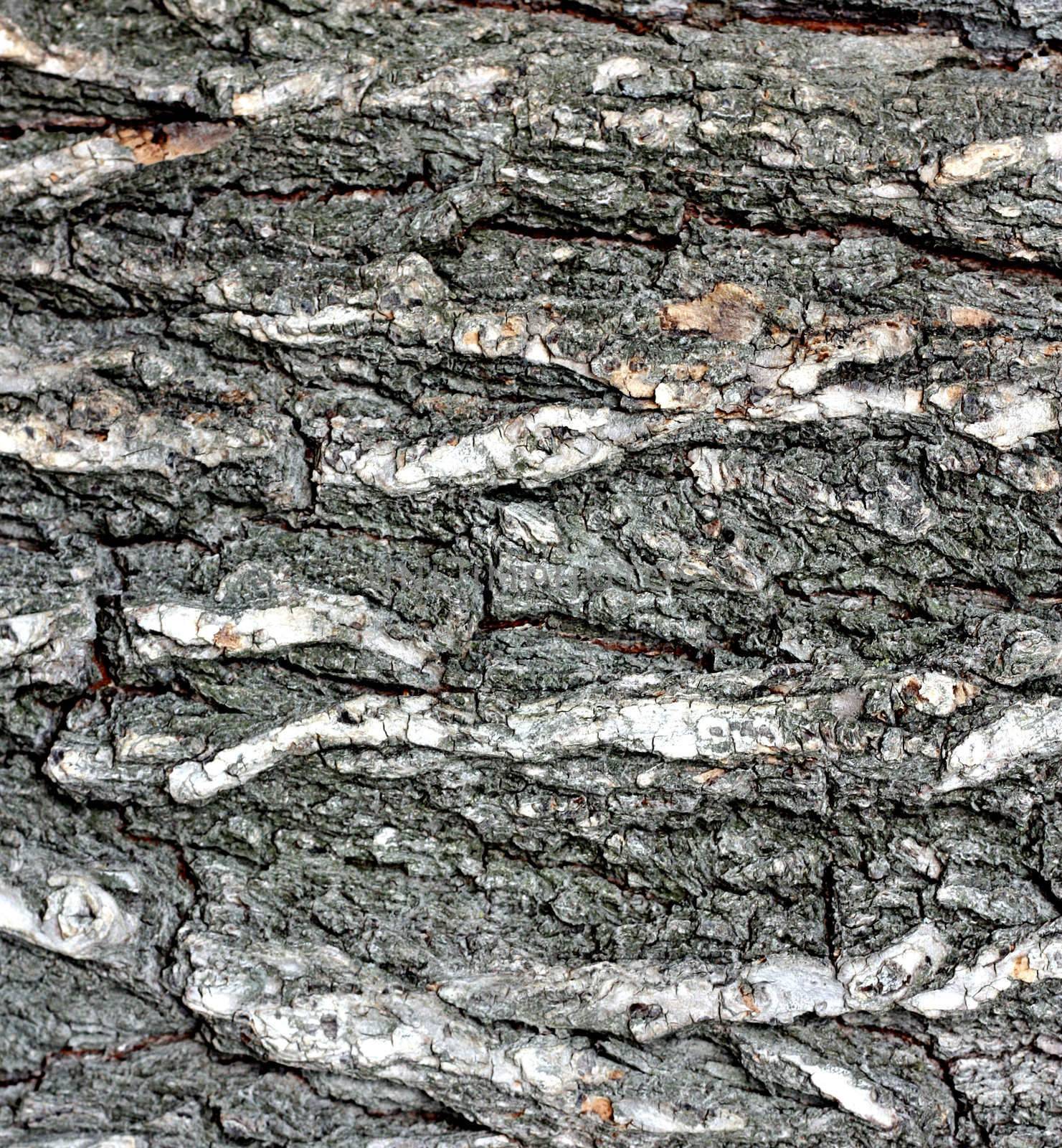 The oak bark texture