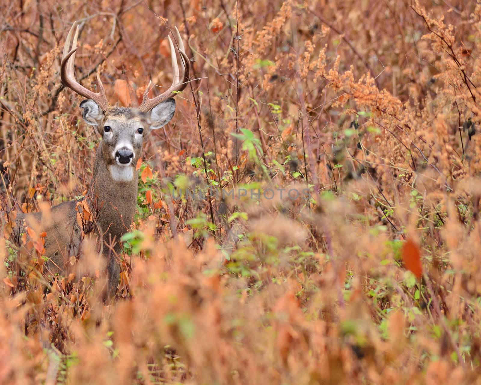 Whitetail Deer Buck standing in a thicket.