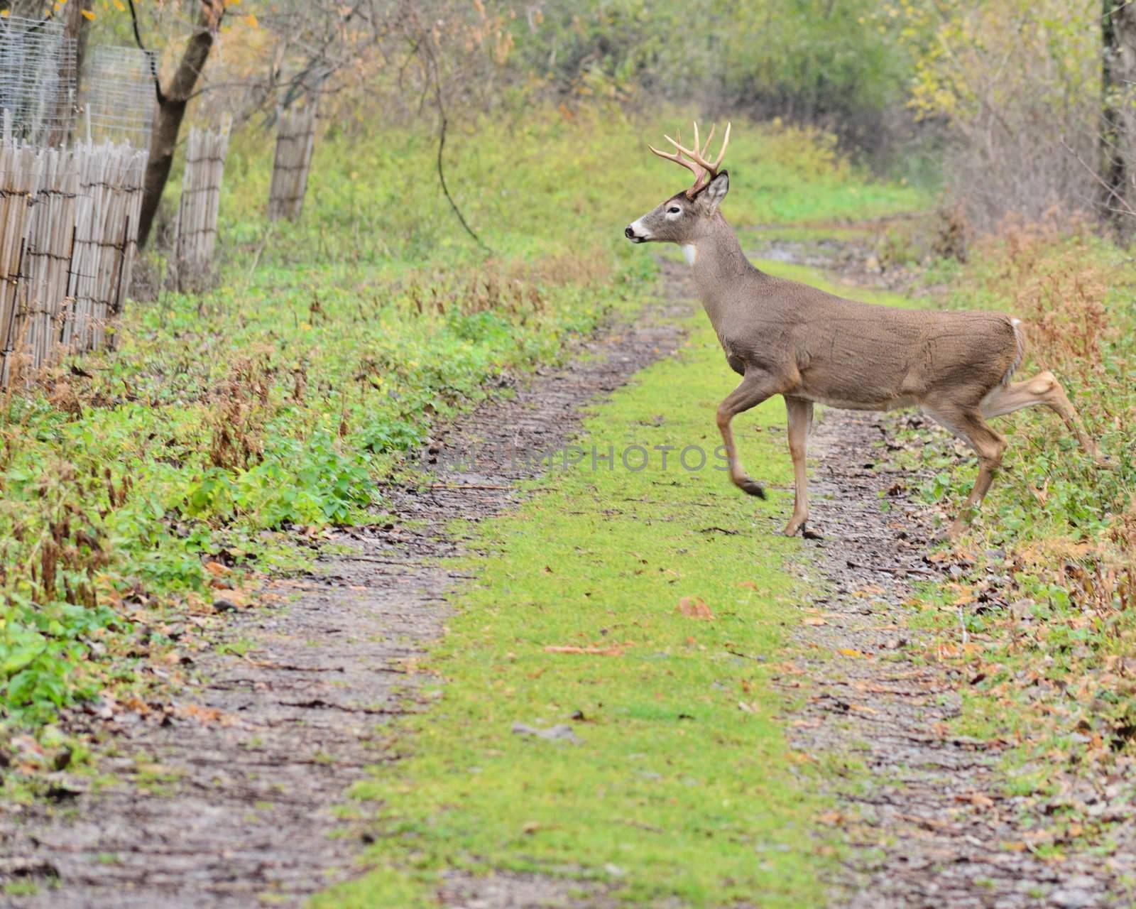 Young Whitetail Deer Buck crossing a path in the woods.