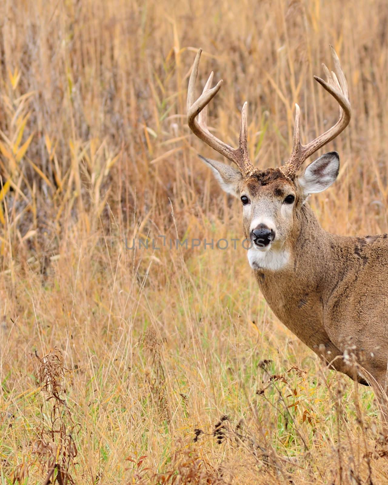 Whitetail Deer Buck closeup standing in a field.
