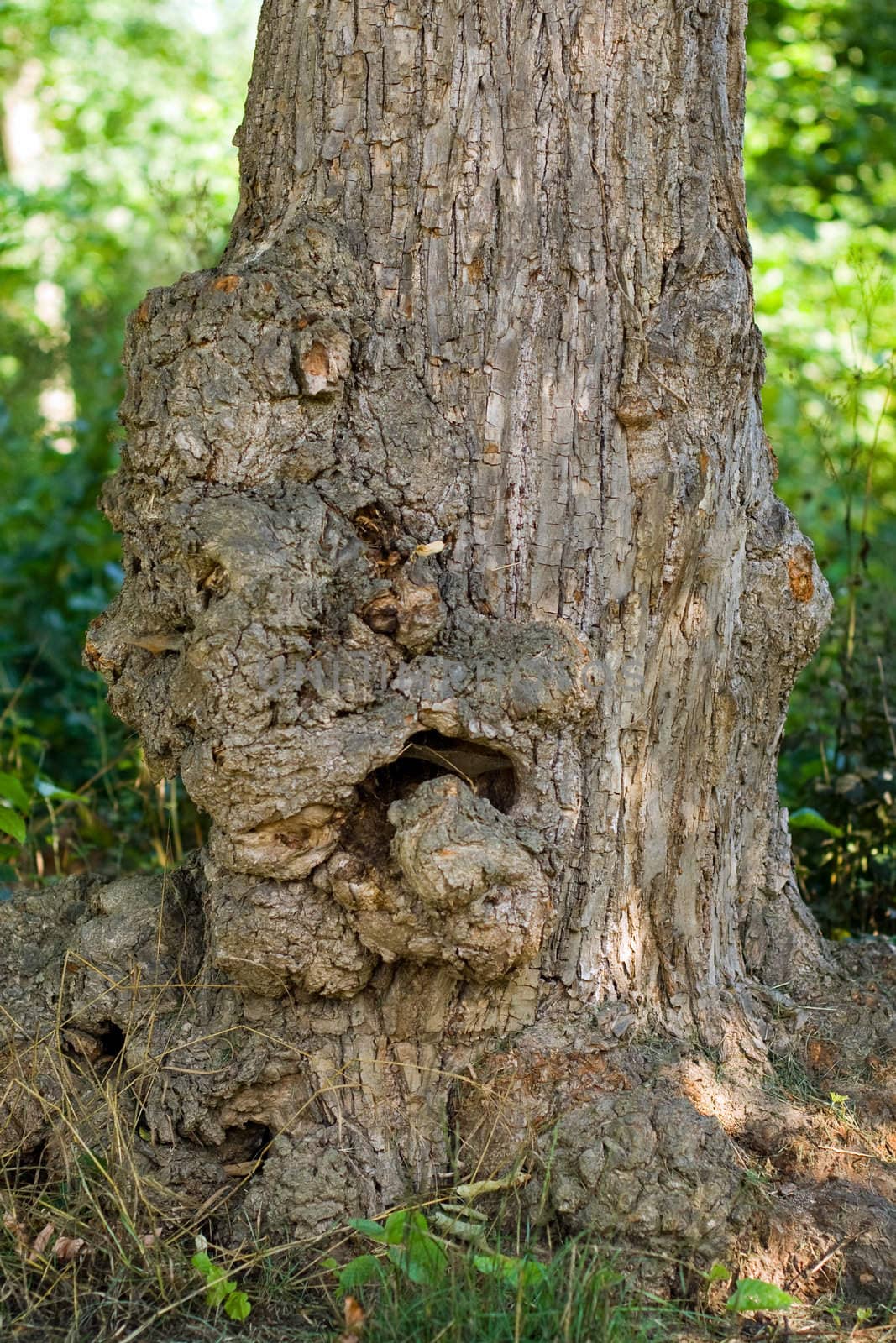 An old tree-trunk, that looks like a grim face