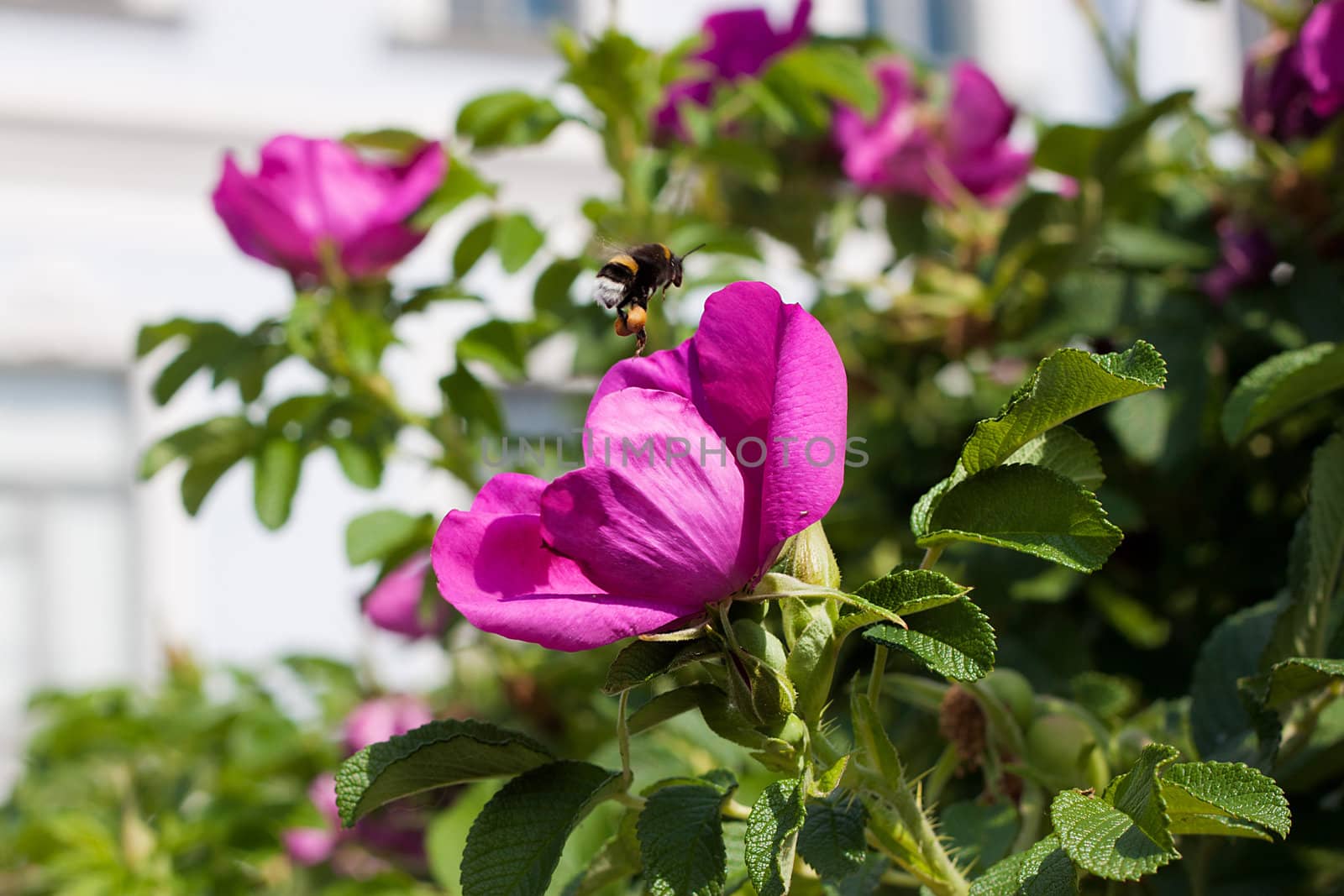 Beautiful pink Dog-rose flowers with big bee. Summer time