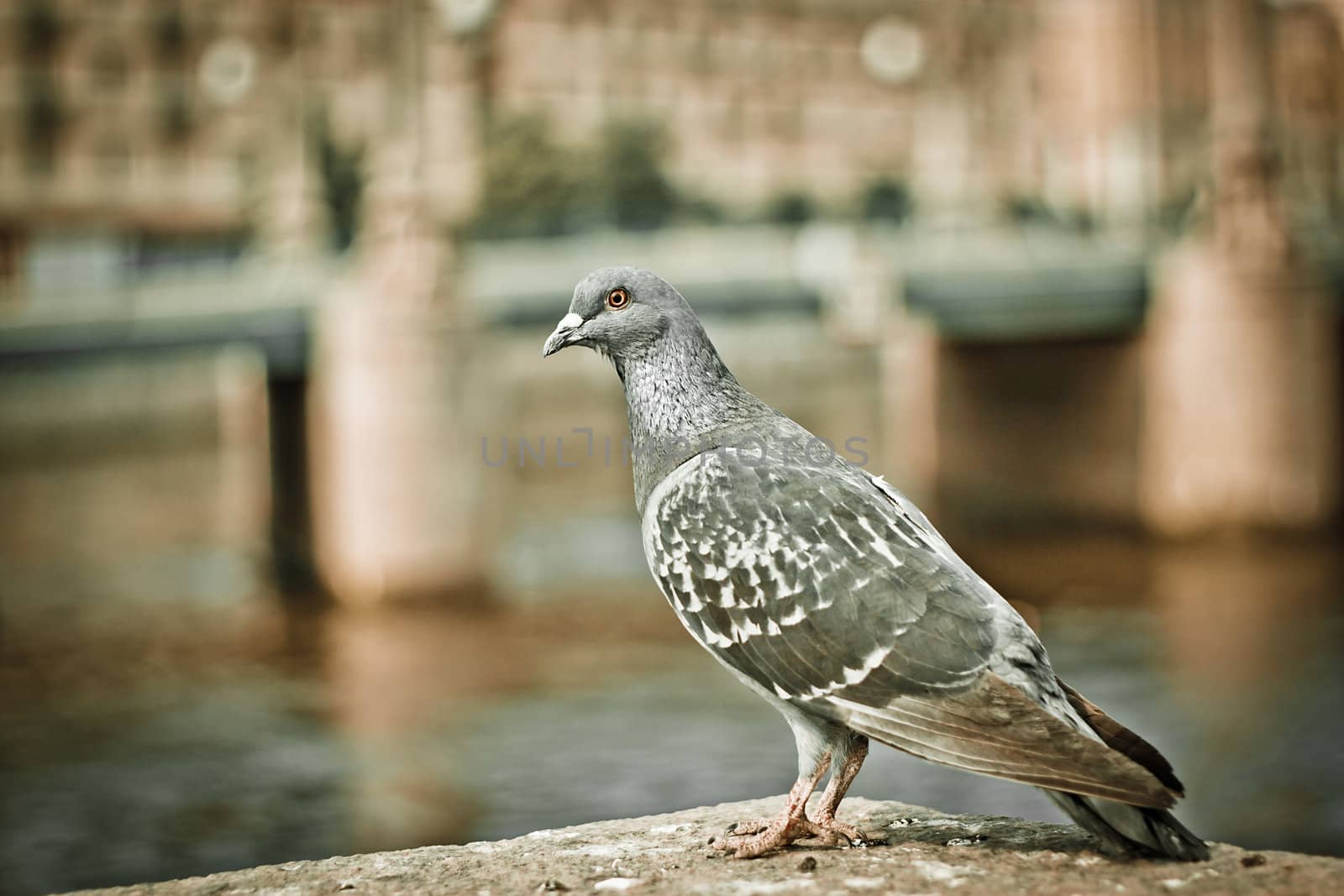 shot of a single pigeon by the lake edge