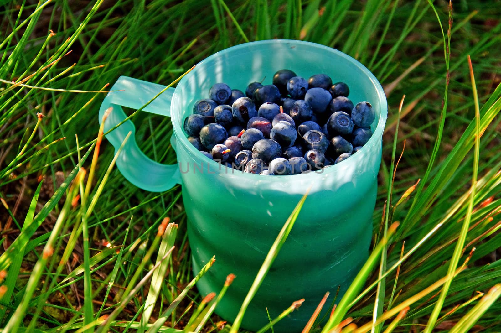 Cup with blueberries by GryT