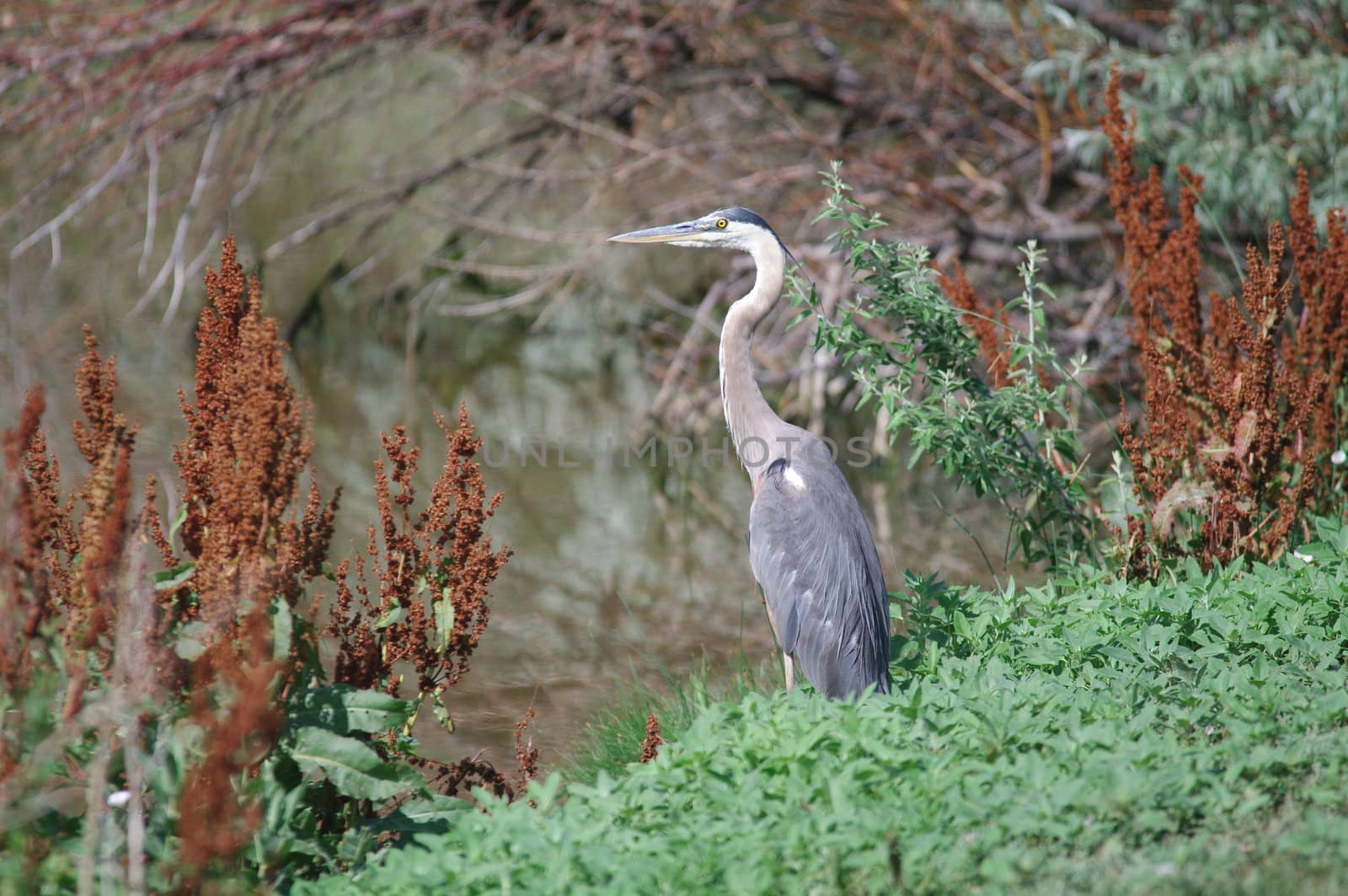 A gray heron standing alert next to a pond in Colorado
