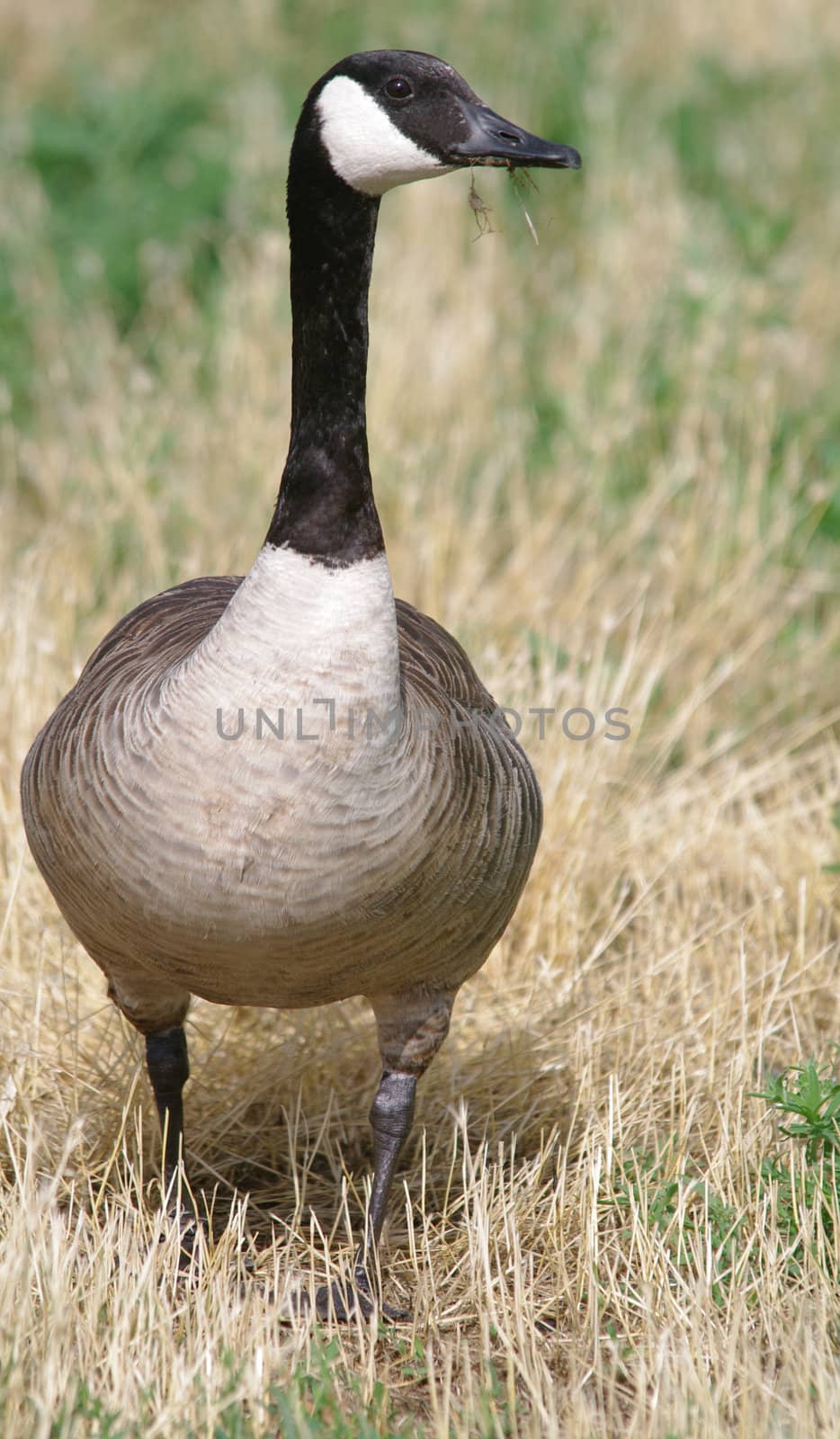 A Canadian Goose walking in short grass and eating