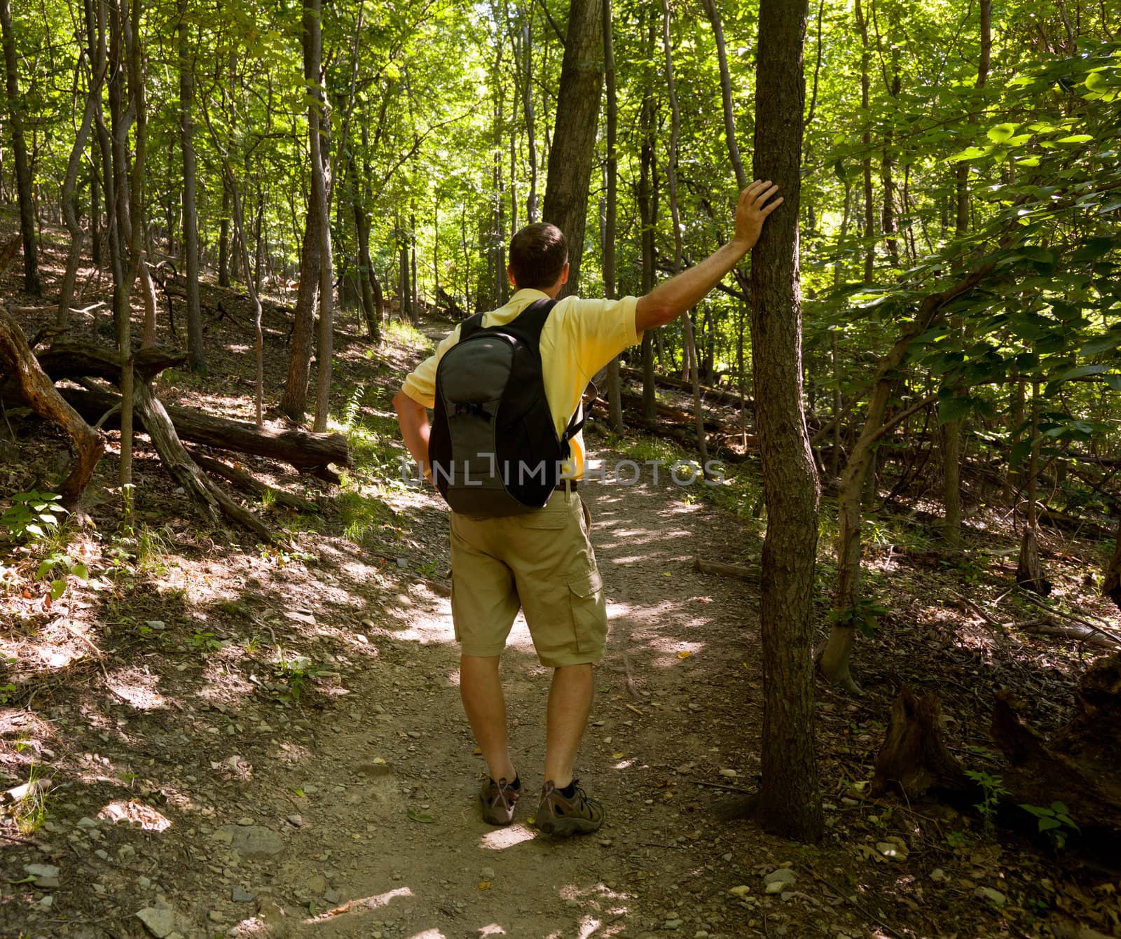 Senior male hiker overlooking the path through forest and leaning on a tree for a rest