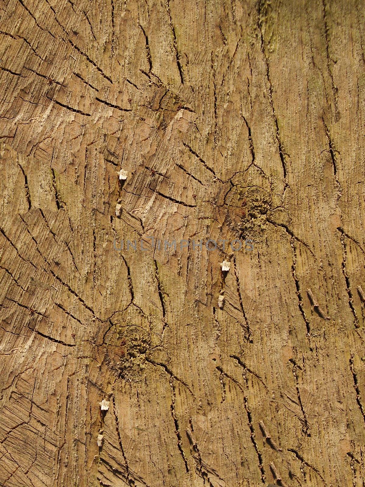 Wood seamless pattern.       