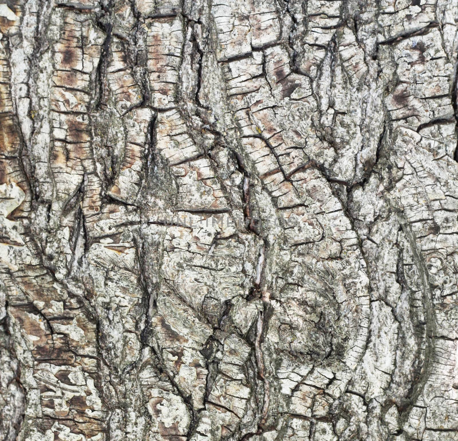 Bark of pine tree in forest by schankz