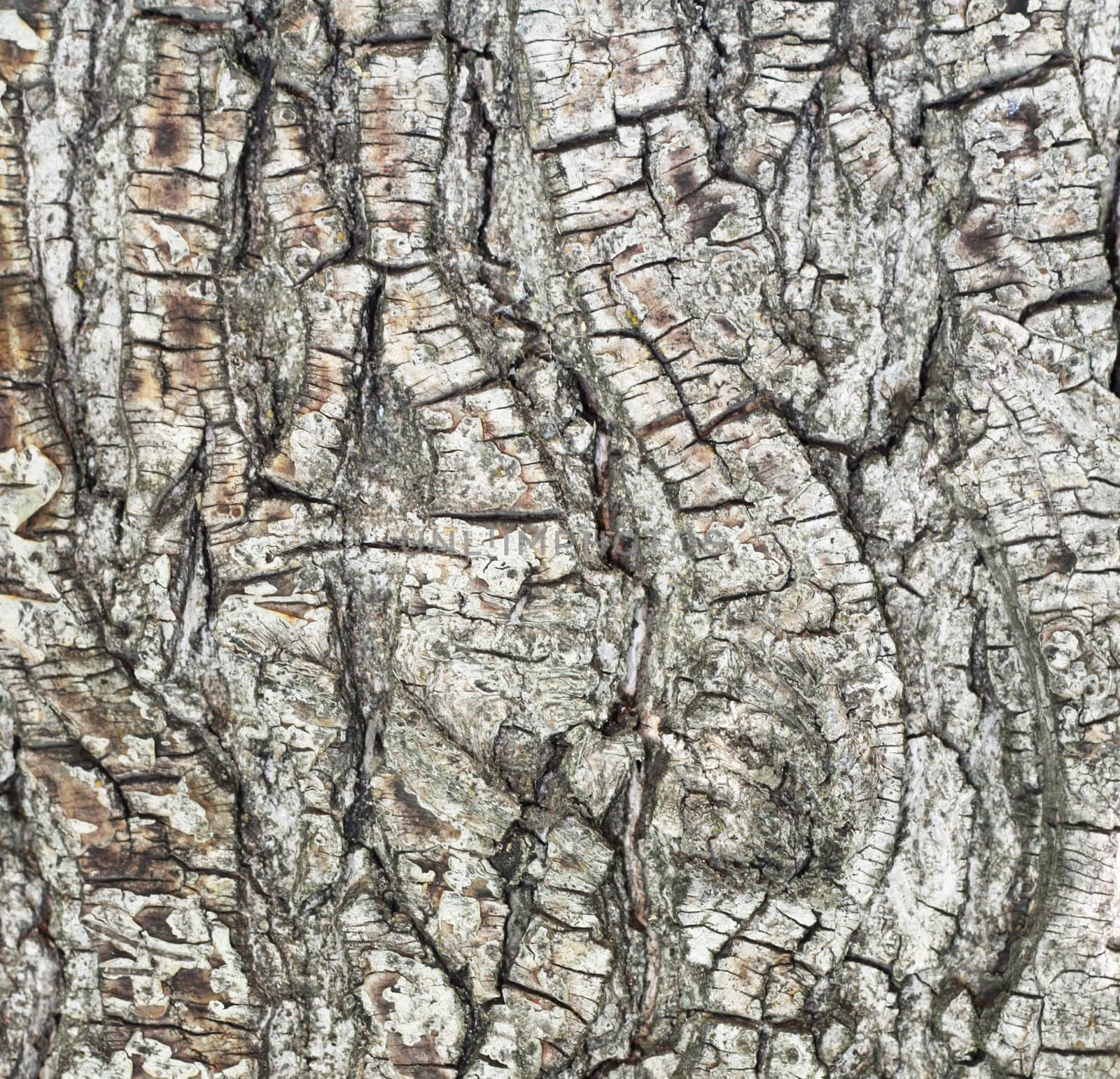 Bark of pine tree in forest