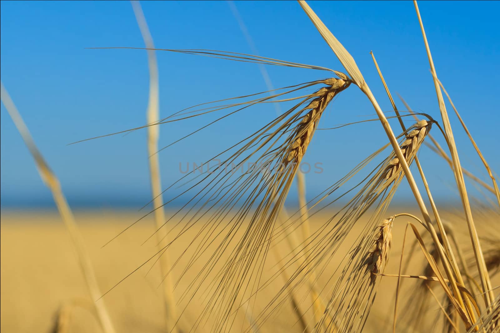 Ears of wheat against the sky, a close up