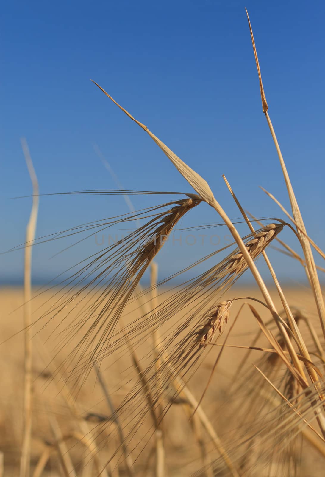 Wheat ears by fogen