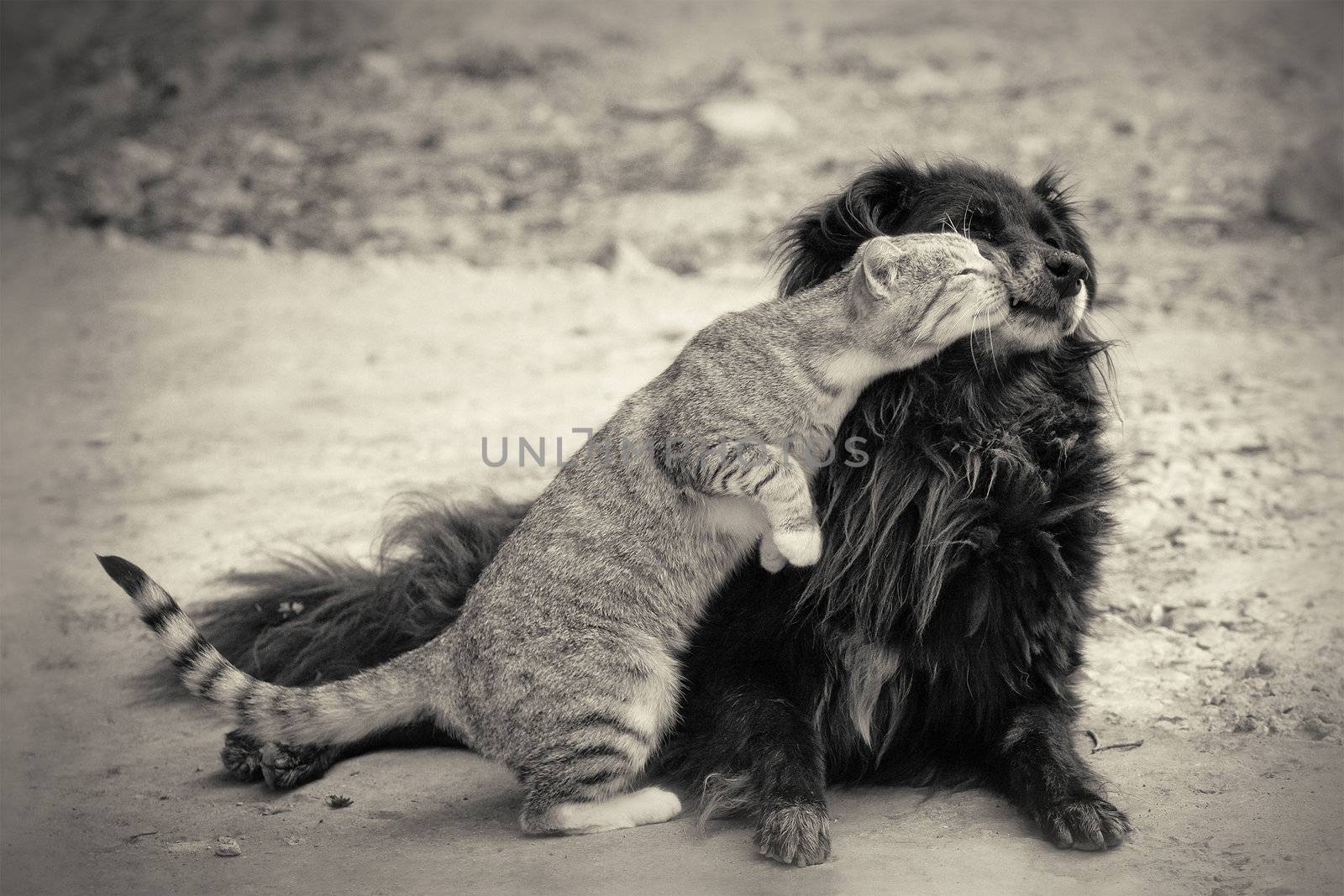 cat kissing dog.sepia
