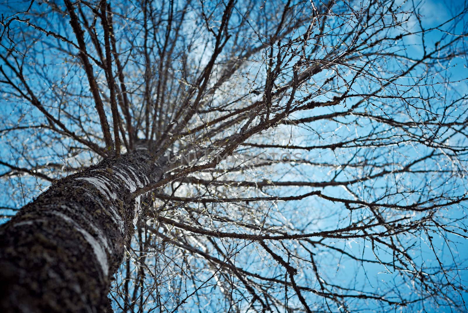 old birch bottom view by pashabo