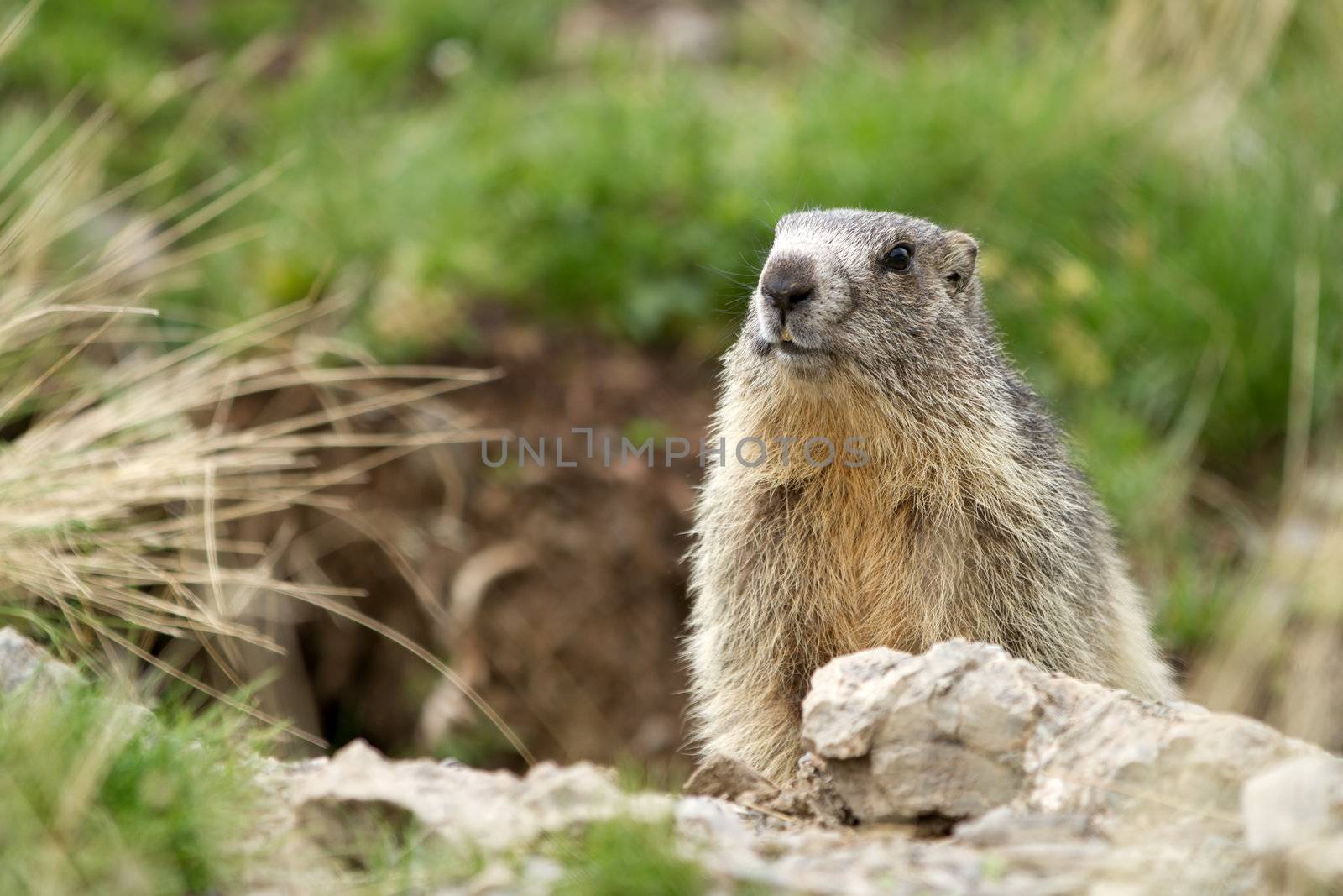 Alpine Marmot - Marmota Marmota by chrisroll