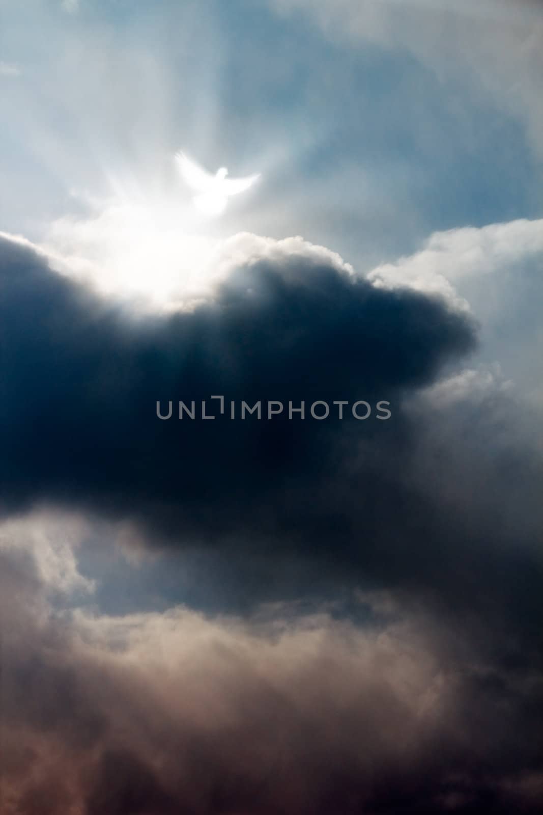 White dove in dramatic sky by pashabo