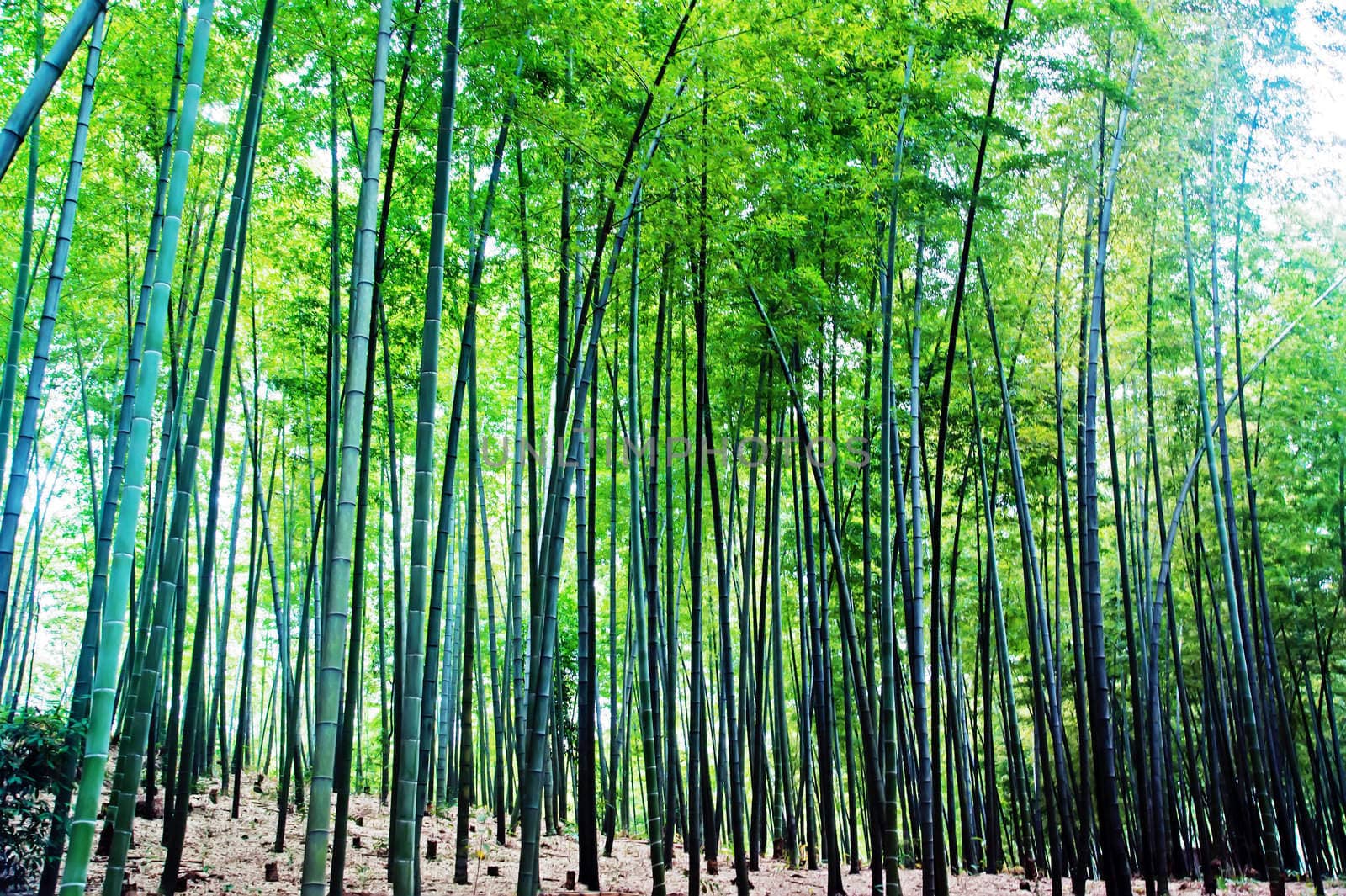 Bamboo grown in the southern provinces of mainland China