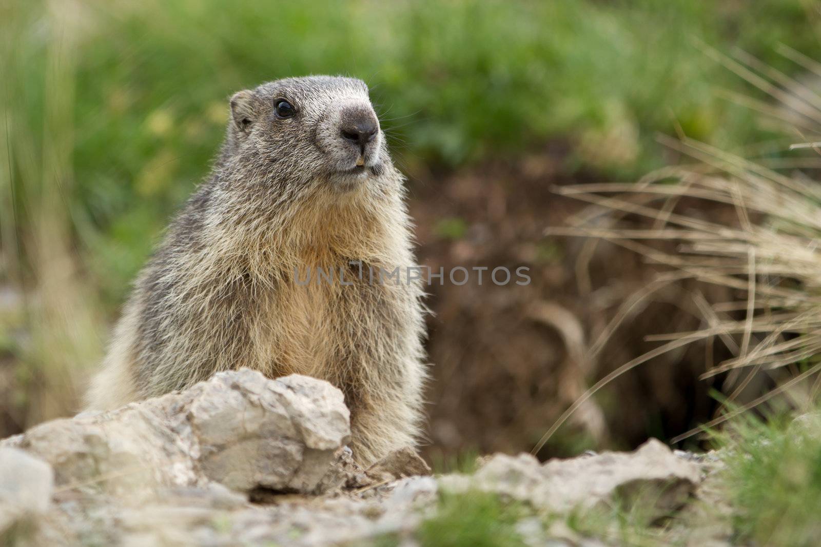 marmot in the alps by chrisroll