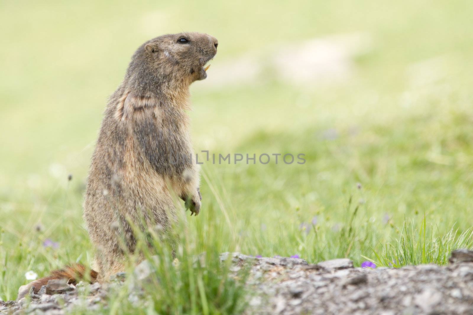 Alpine Marmot in the grass - Marmota