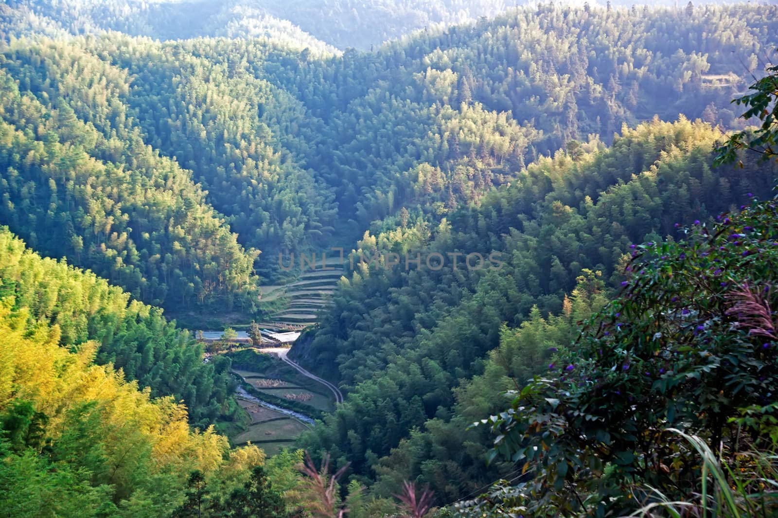 Guangxi beautiful bamboo landscape - taken in Ziyuan County, Guangxi, China by xfdly5