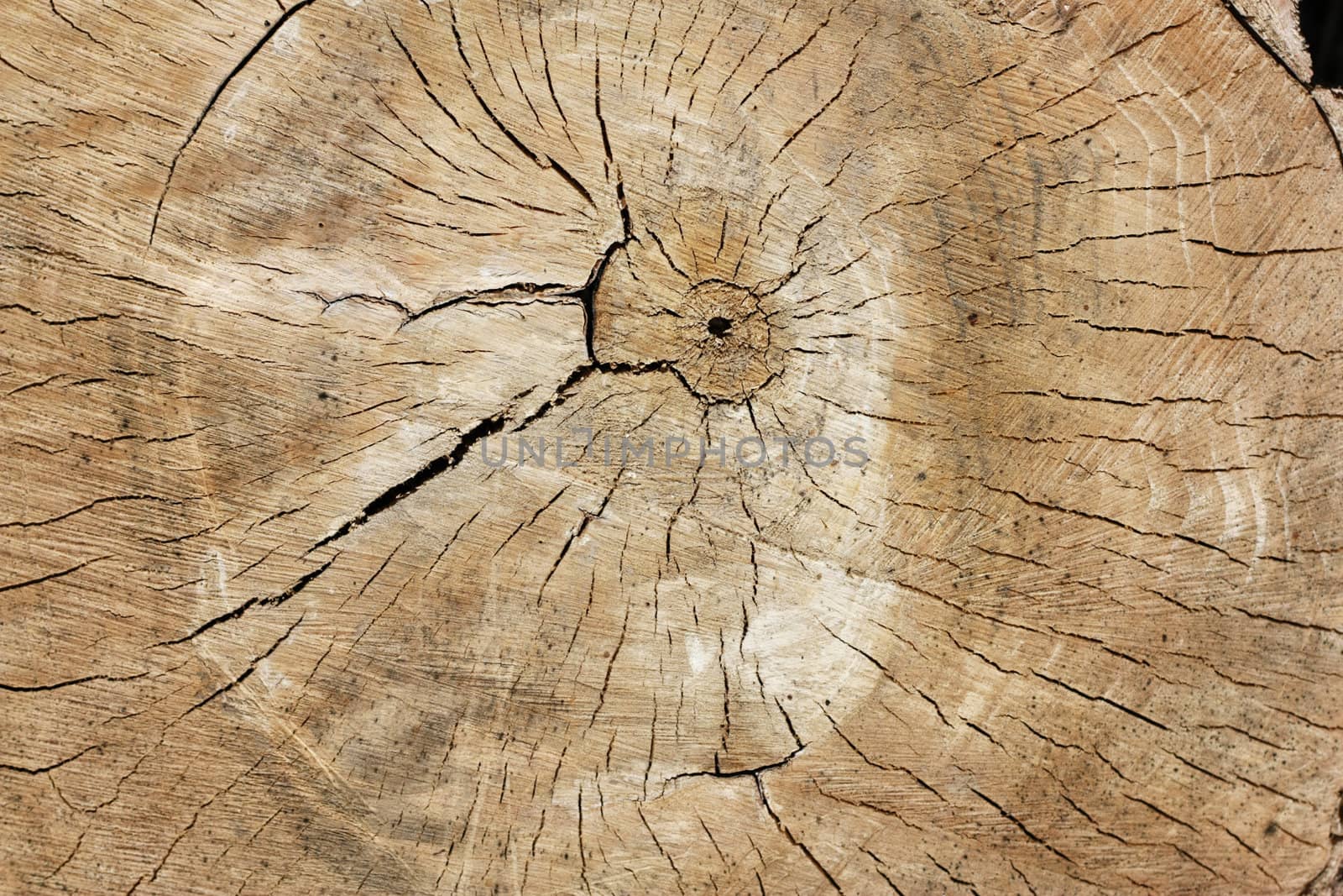 Tree rings  by schankz