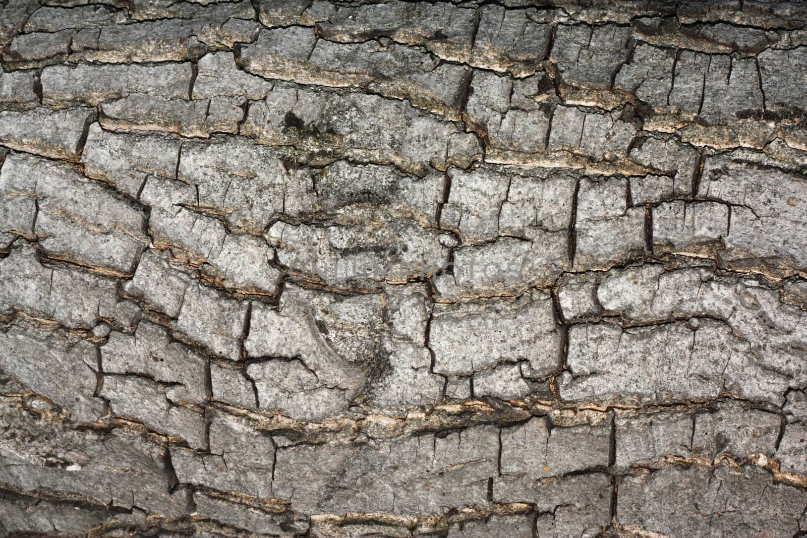 Bark texture.  by schankz