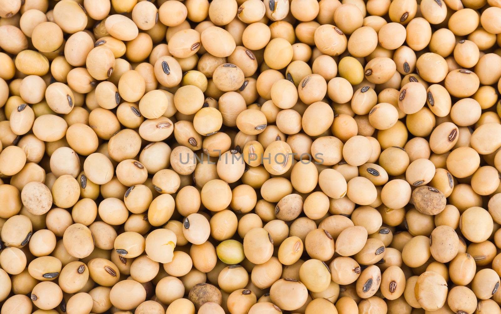 Close up shot of soybeans fills the frame