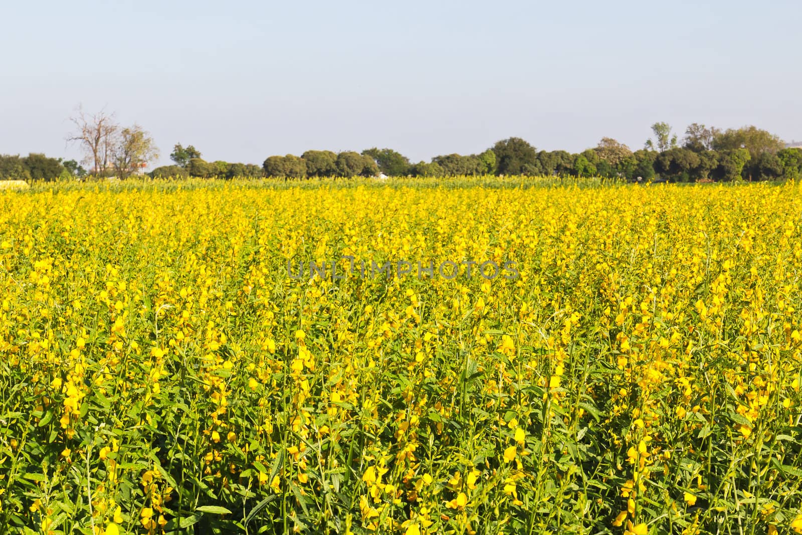 Spring rape seed flower by stoonn