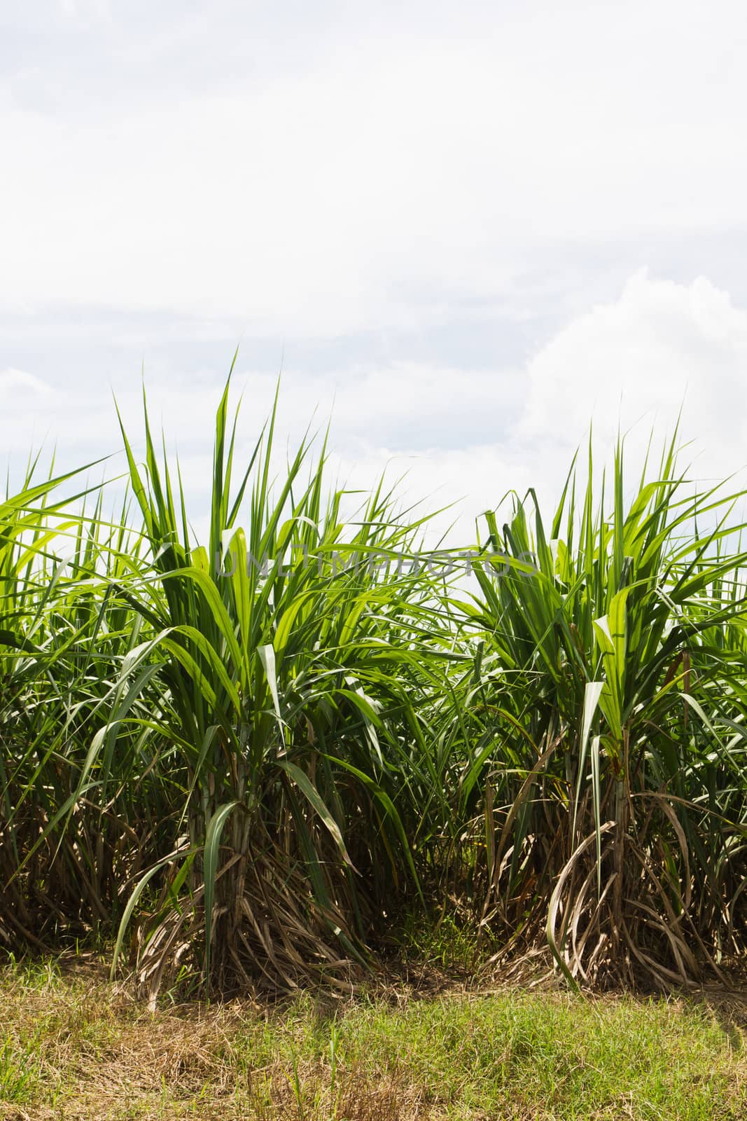 Sugar cane fields, culture tropical in Thailand