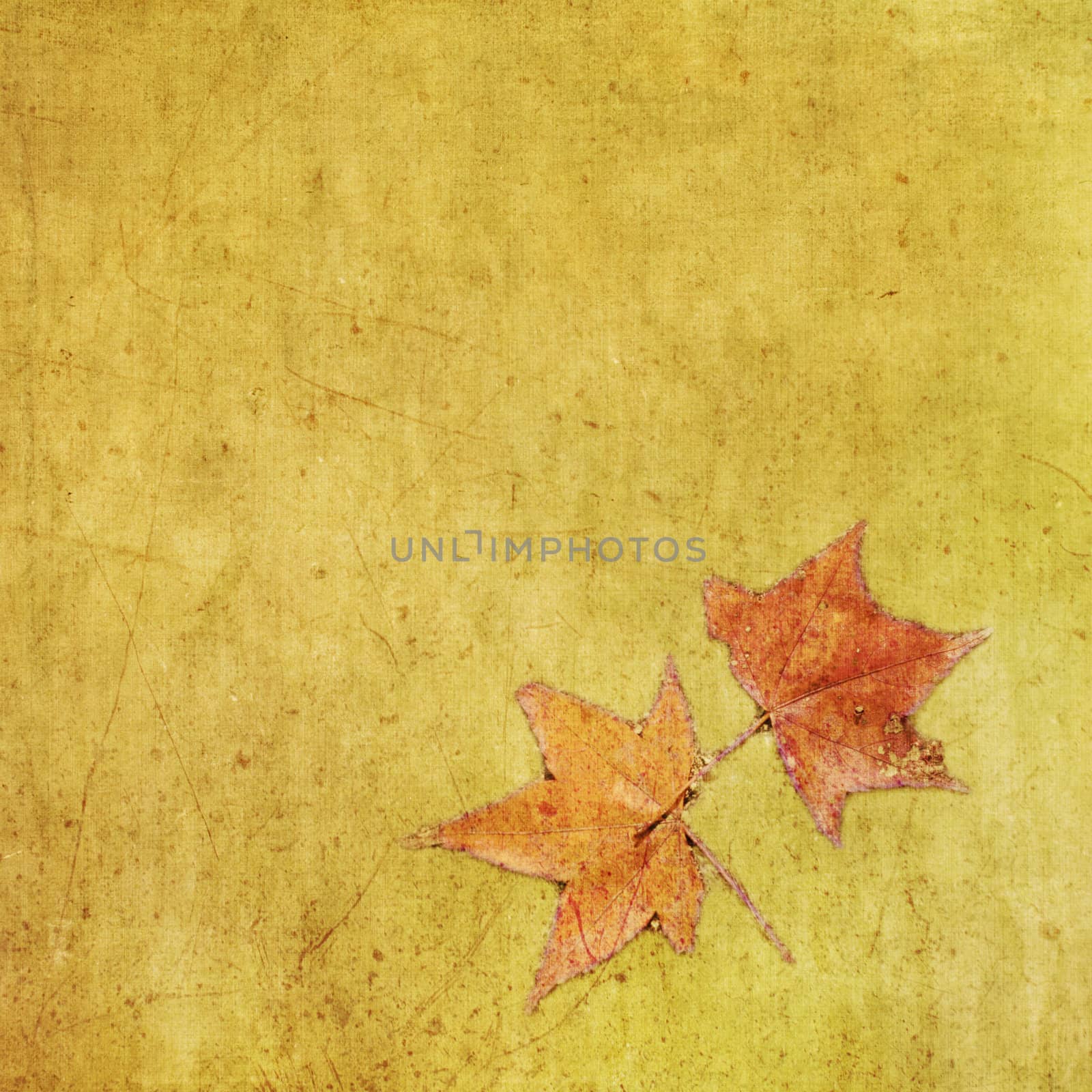 Autumn colorful maple leaf on grungy background by Lawren